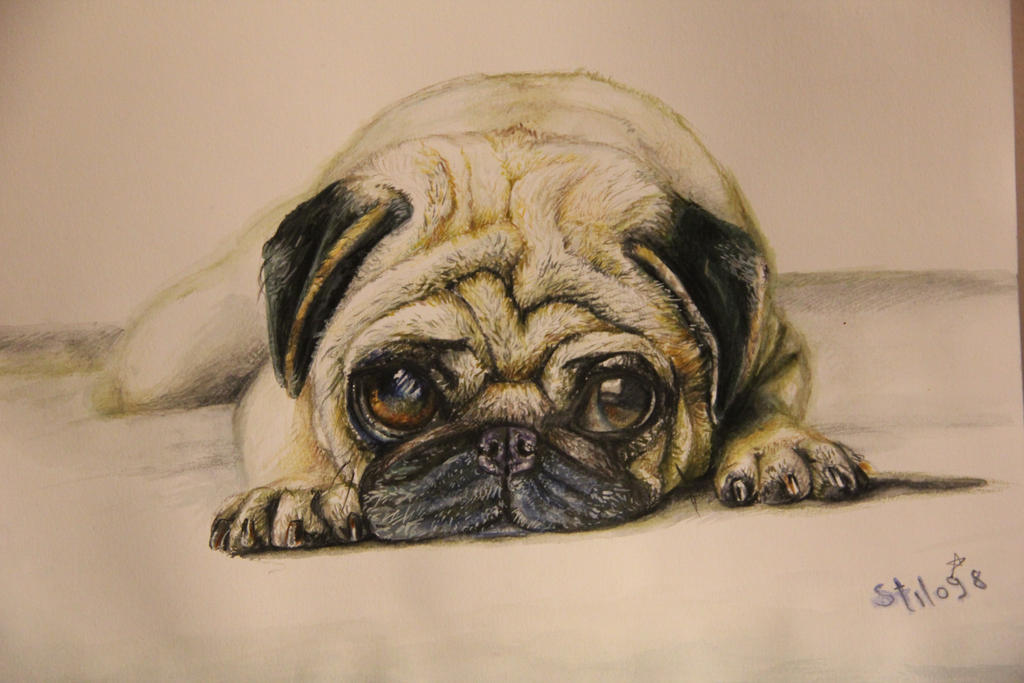 SWEETY PUG