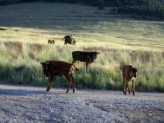 Bison Calves