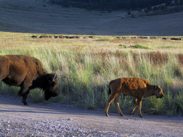 Bison Calf and Yearling