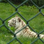 White Bengal Tiger.