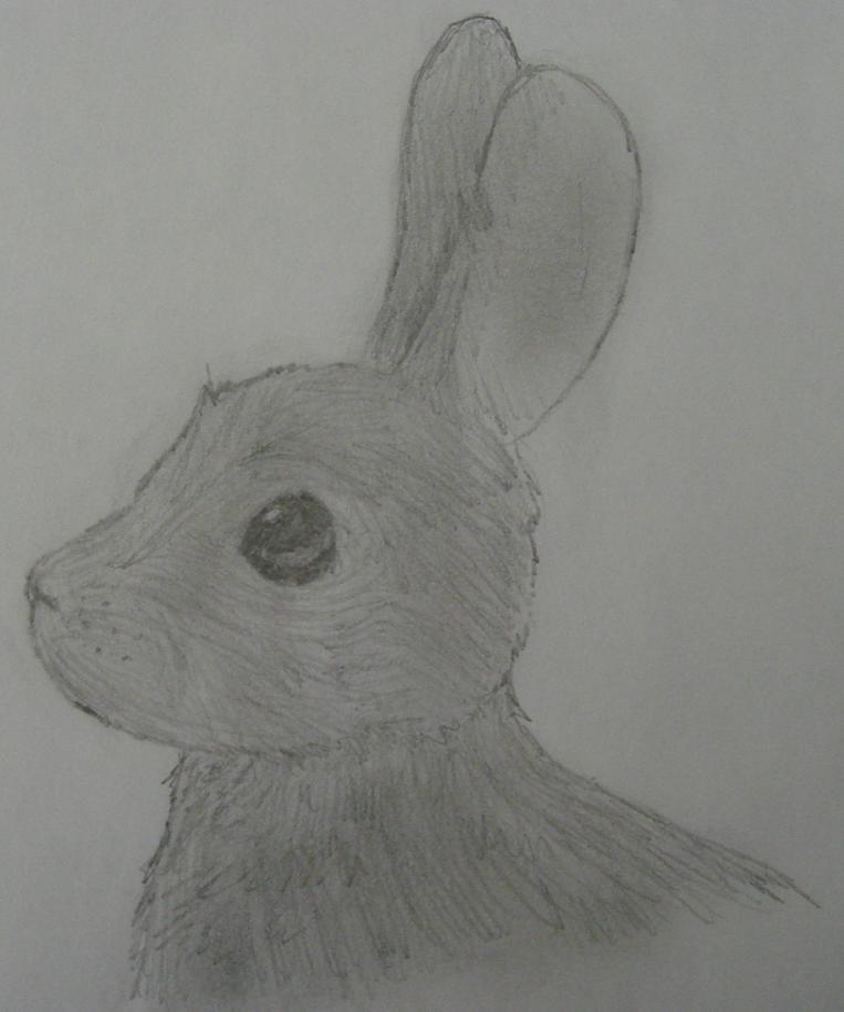 Realism- Rabbit