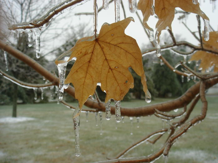 Icy Leaf