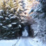 Tree tunnel