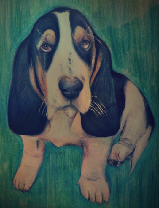 Basset Hound