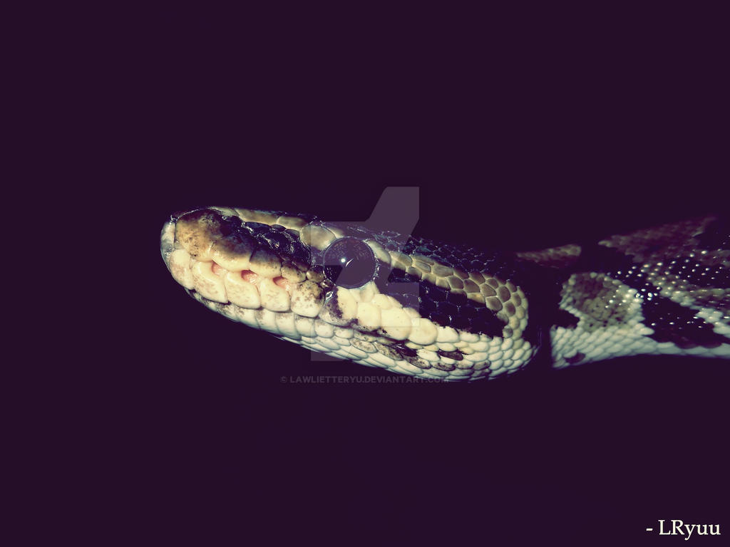 Python Regius by LawlietteRyu on DeviantArt
