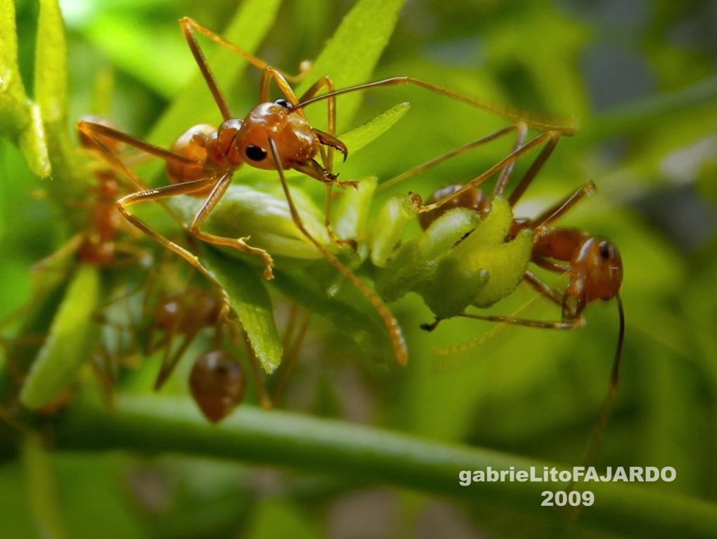 Red Warriors by Gabrielito41 on DeviantArt