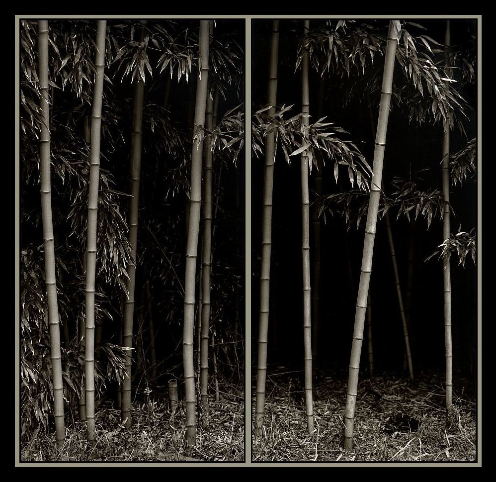 Big Bamboo in 2 panels