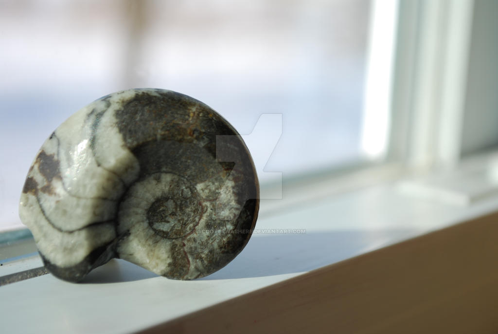 Room Window Shell Window Shell by ScooterWasHere on DeviantArt