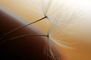 dandelion seeds