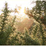 Gorse Web