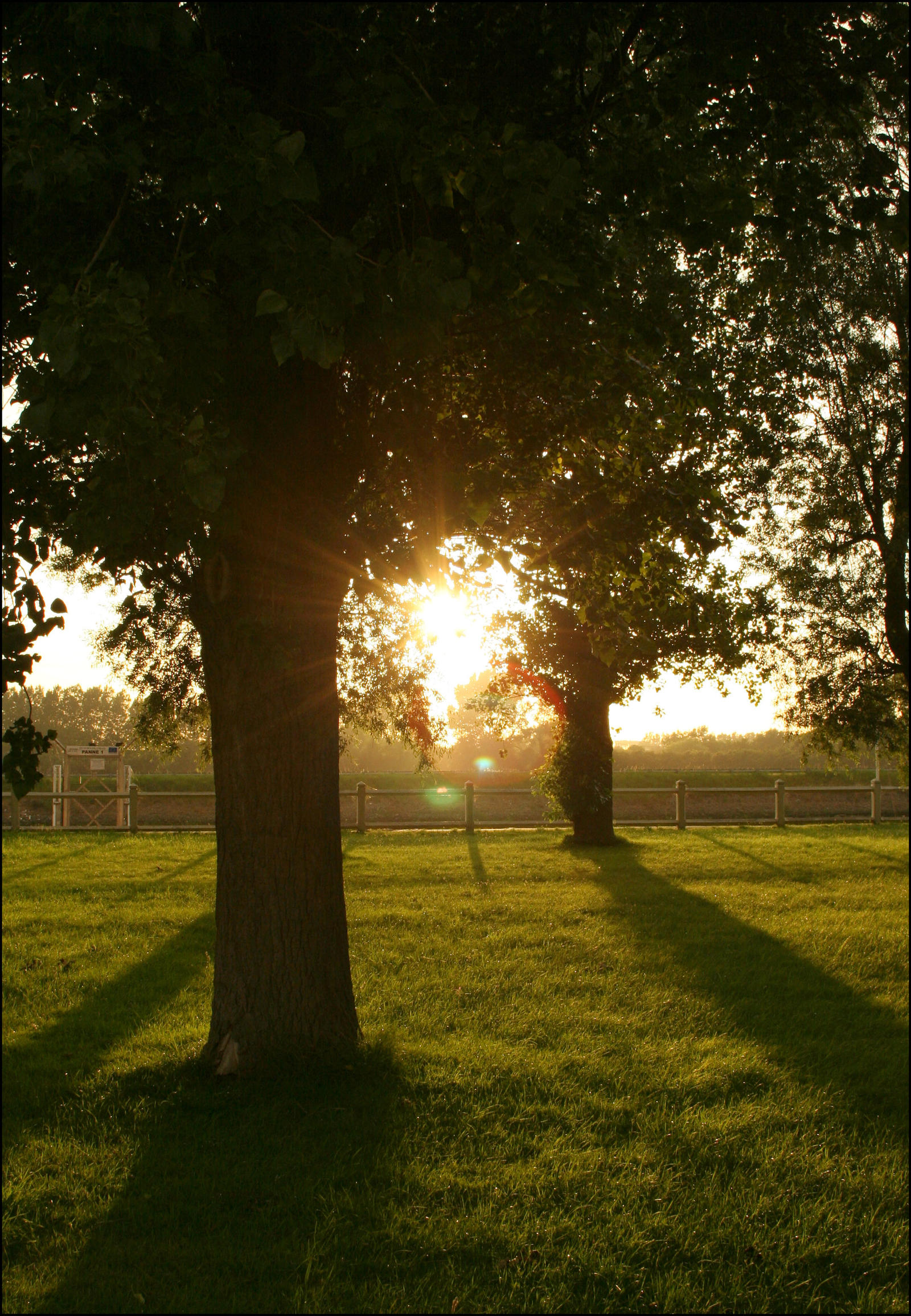 Sunset Trees by aquifer