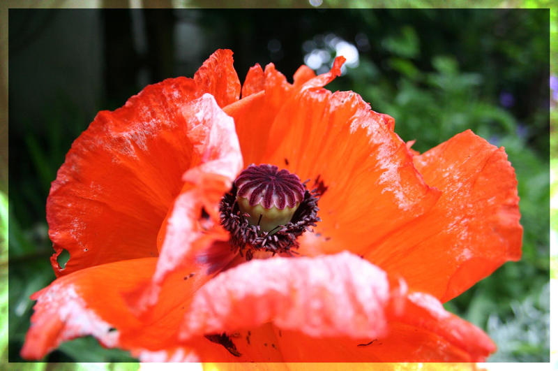 Orange Flower