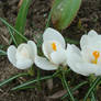 White flowers