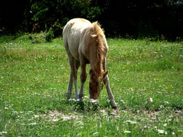 A foal