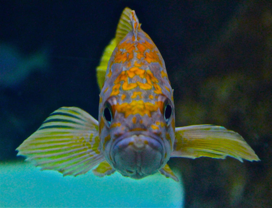 mr. grumpy gills by sushan89 on DeviantArt