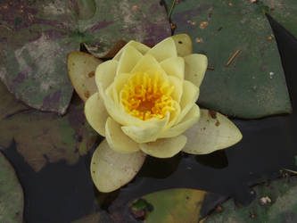 Lotus