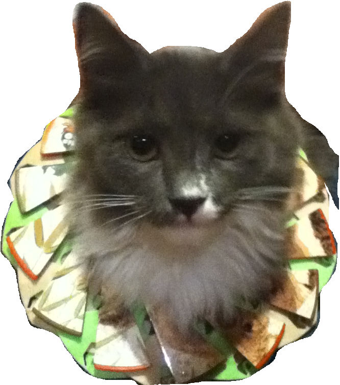 The Royal Fluff Ruff by Cerus11 on DeviantArt