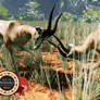 Grant`s Gazelle