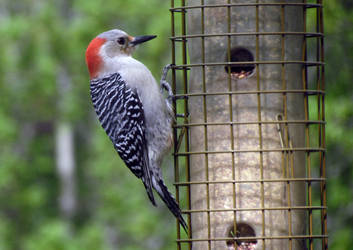 Woodpecker