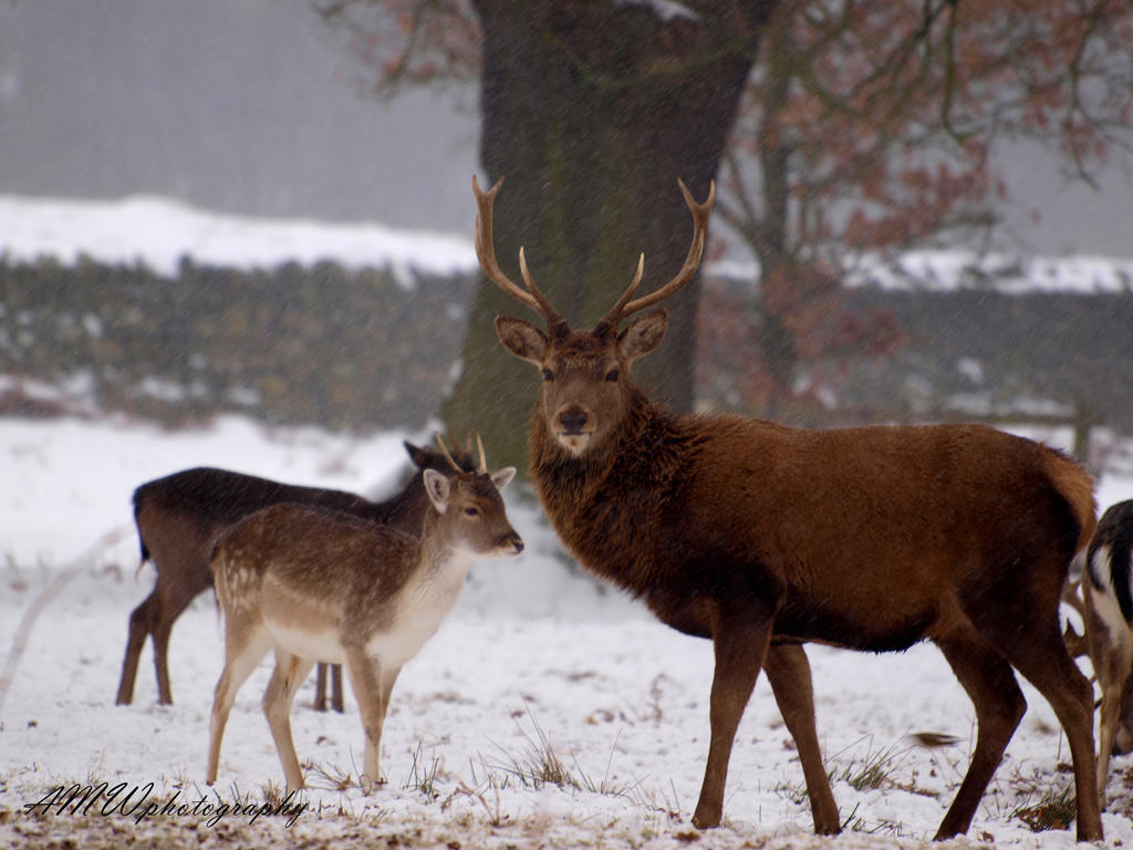 Winter Deer