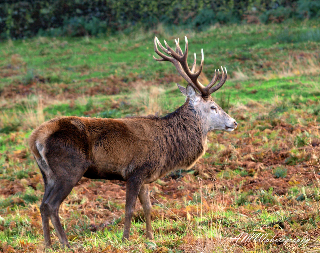 Red Stag