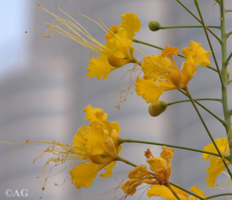 Yellow flowers