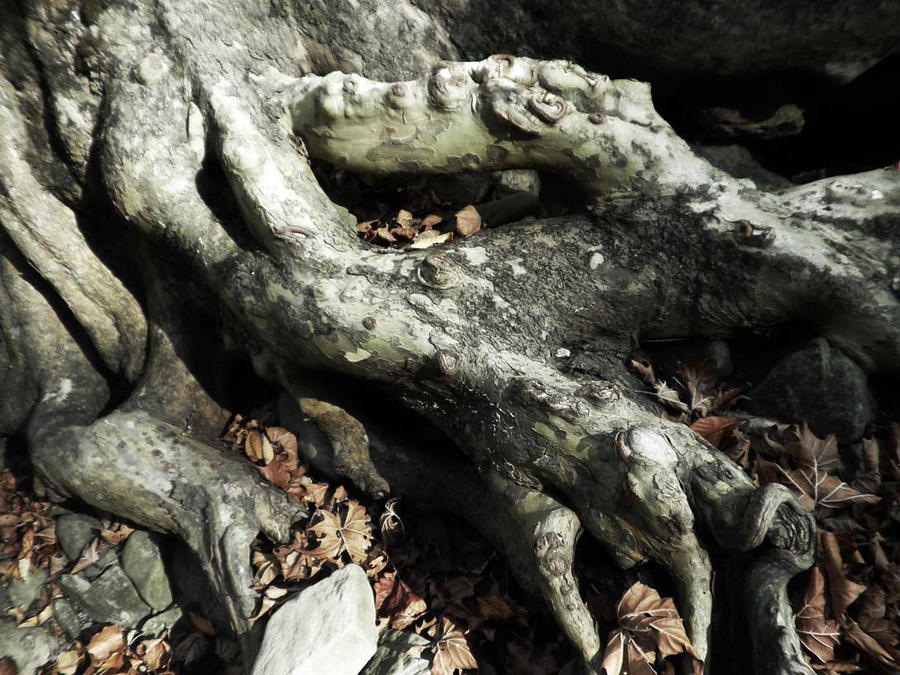 White Oak Roots by Thy-Darkest-Hour on DeviantArt