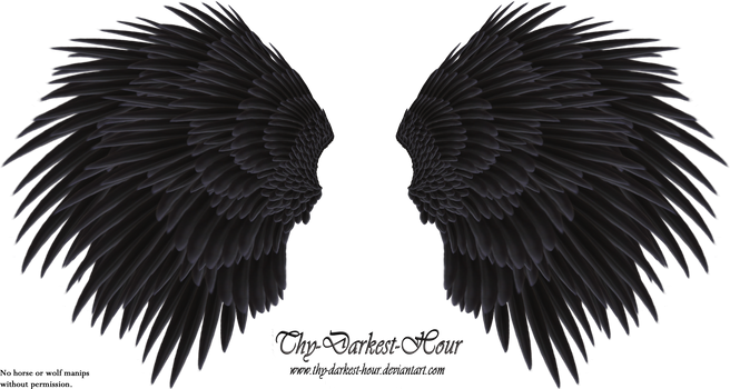 Black Angel Wing - Stock