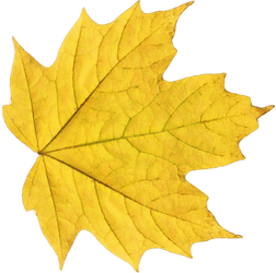 Leaf PNG 02 - Stock
