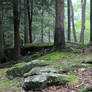 Forest Stock 06