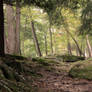 Forest Stock 09