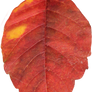 Leaf PNG 03 - Stock