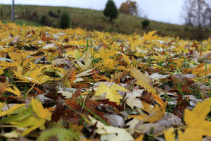 Blanket of Yellow 01 - Stock