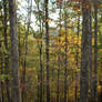 Yellow Forest Stock