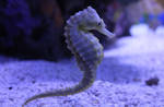 Little bit fishy 03 - Stock by Thy-Darkest-Hour Little bit fishy 03 - Stock by Thy-Darkest-Hour