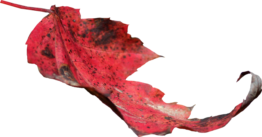 Red Leaf PNG 02