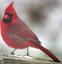 Cardinal 04