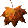 Leaf PNG 04