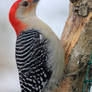 Woodpecker 02