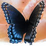 Red Spotted Purple 01