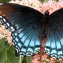 Red Spotted Purple 02