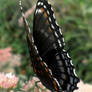 Red Spotted Purple 03