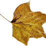 Poplar Leaf PNG 02