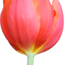 Tulip PNG 01
