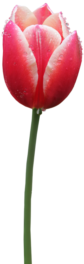 Tulip PNG 02