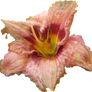 Lilly PNG 02