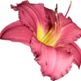 Lilly PNG 03
