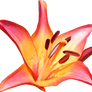 Lilly PNG 05