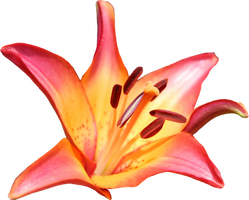 Lilly PNG 05