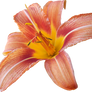 Lilly PNG 06
